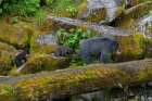 USA, Alaska. Mother black bear with cubs, Anan Bear Observatory Art Print